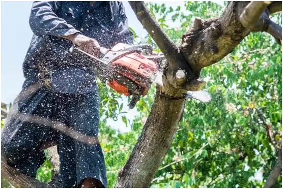 tree services Stonewood